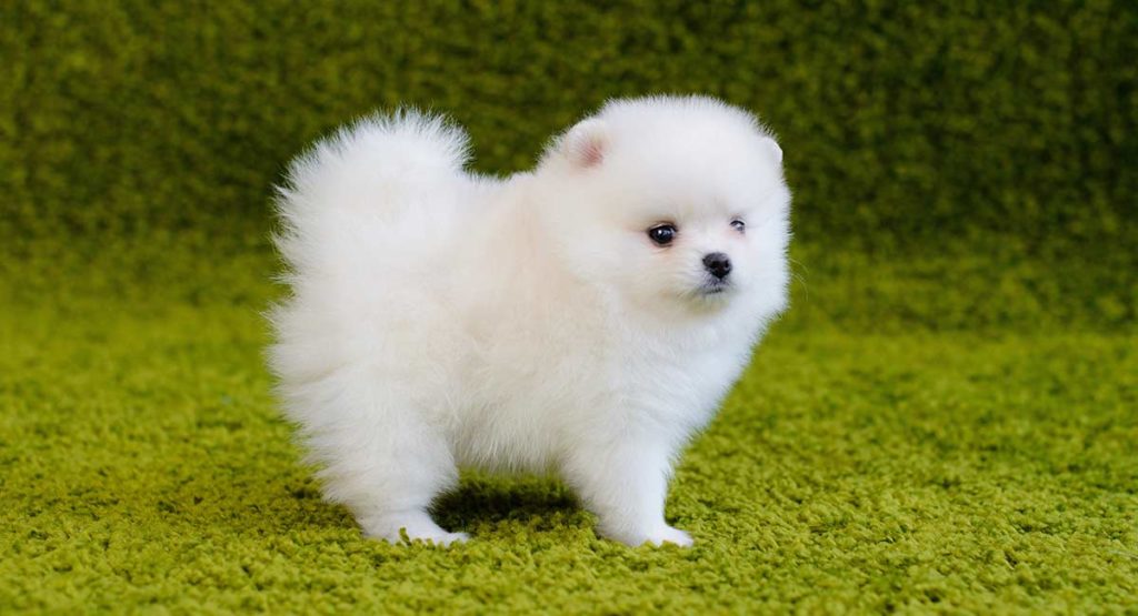 Are Pomeranians good pet?