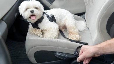 How To Protect Your Leather Car Seats from Dogs