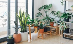 What Are Some Indoor Gardening Tips